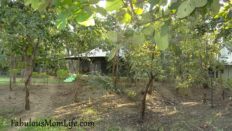 Glamping in the Glamorous Tents at Pench Jungle Camp