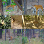 Animals spotted at a Pench Tiger Reserve Jungle Safari