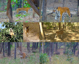 Animals spotted at a Pench Tiger Reserve Jungle Safari