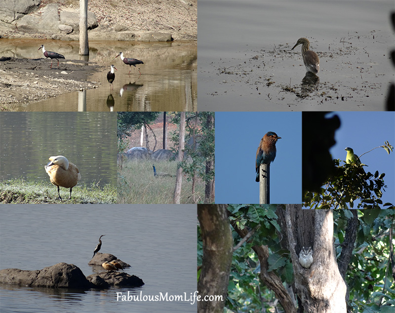 Beautiful Birds spotted at Pench Tiger Reserve