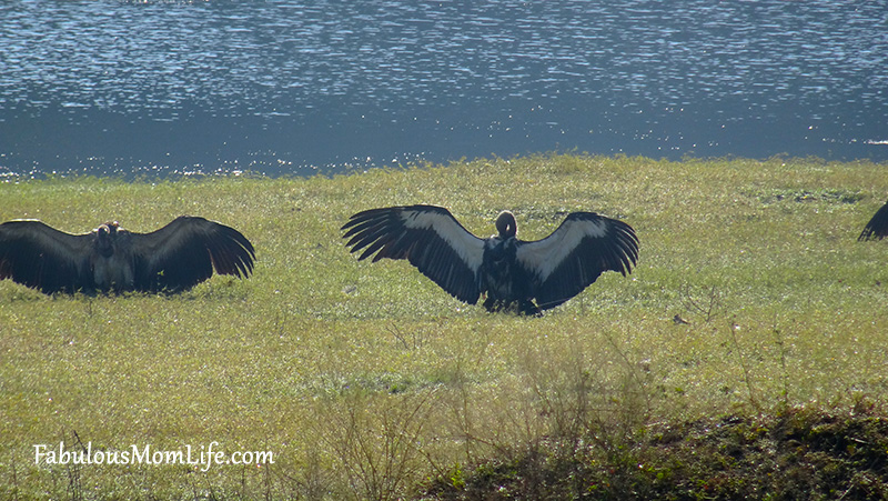 Vultures Fanning their Wing at Pench Tiger Reserve India