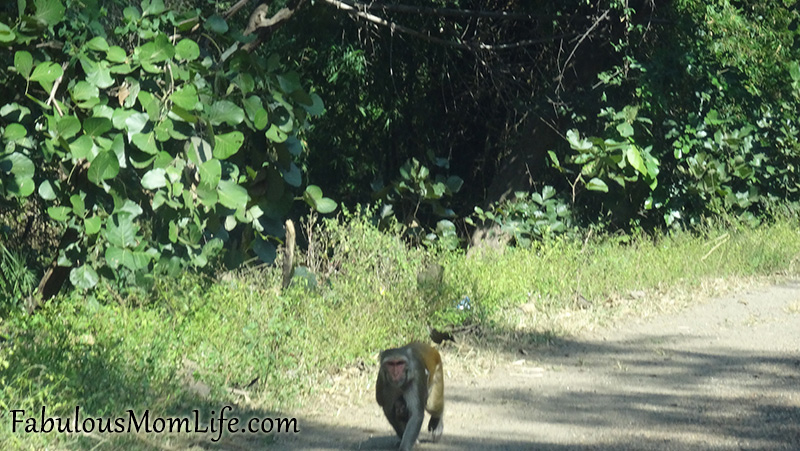 The thrill begins on the road to Pench - we spot a Monkey!