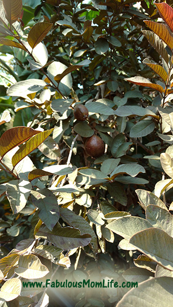 Black Guava Tree