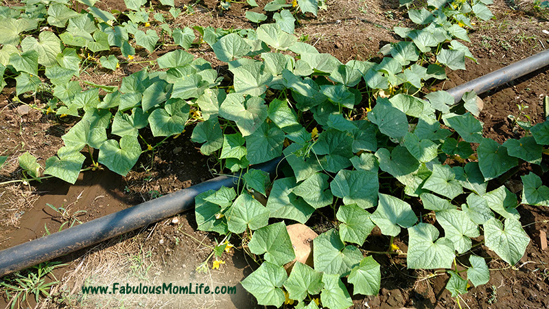 Cucumber Plant