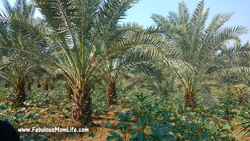 Date Palms at the Plantation
