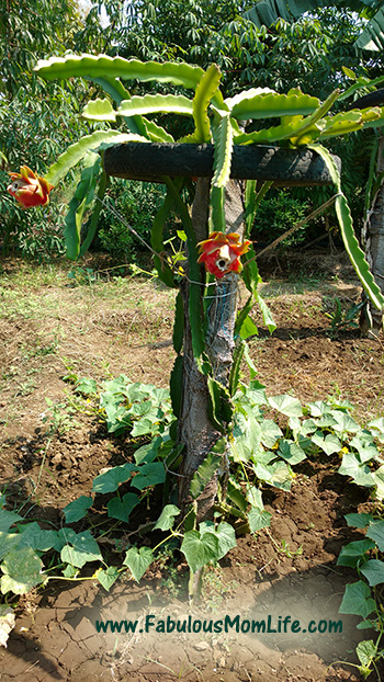 Dragon Fruit Plant