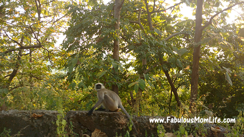 langur monkey