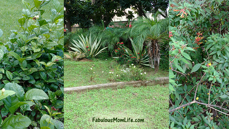 Leaf Spotting Game - 5 Fun Activities for Kids to do at the Park