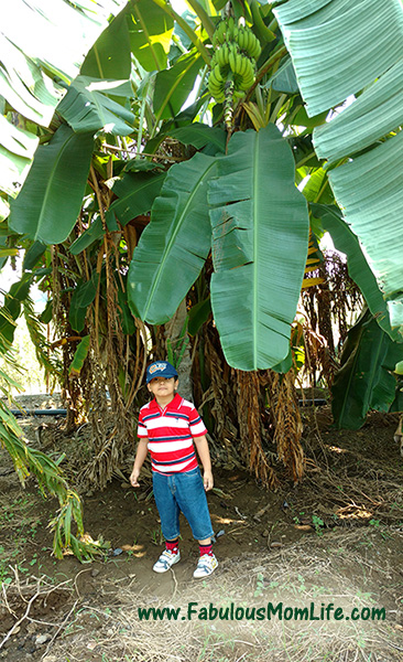 Under the Banana Tree