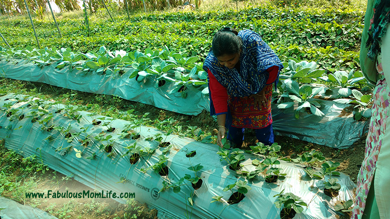 Shona Thangavel showing us the Strawberry and Broccoli Patches