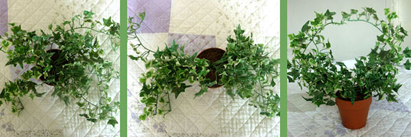 DIY Ivy Wreath Topiary