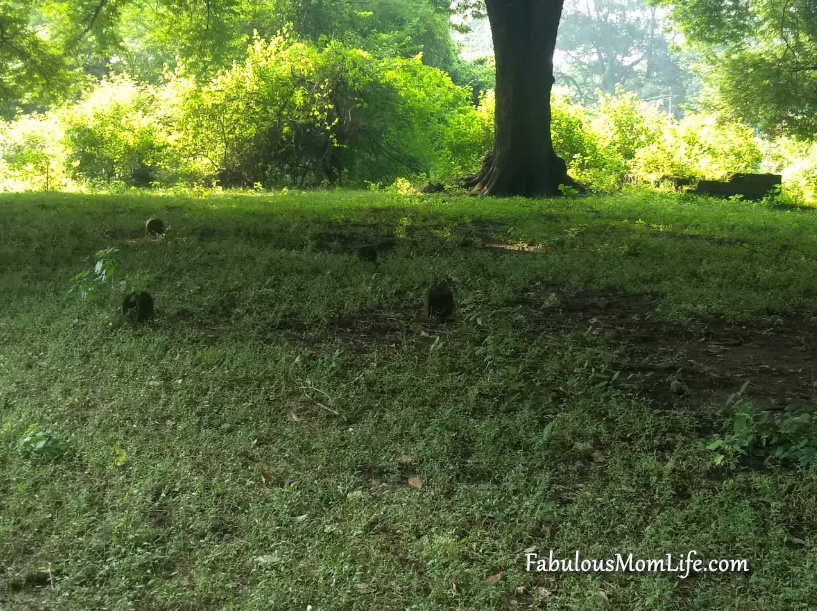 British graves from the 1800s in Nagpur, Maharashtra