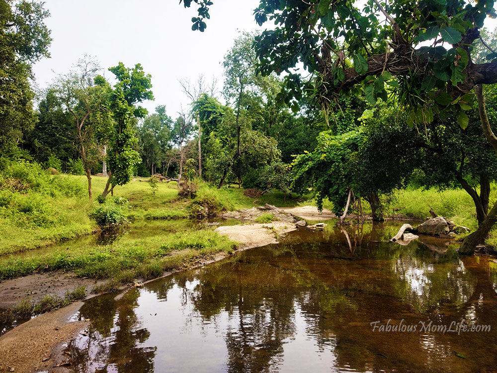 Pench Tiger Reserve - Jungle Safari