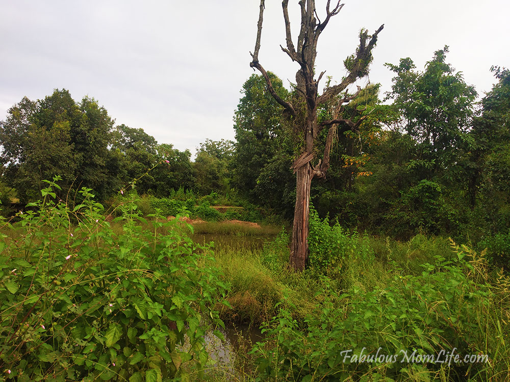 Pench Tree Lodge Nature