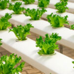 Industry Trends: 6 Ways Food Industry Has Changed in the Past Two Decades