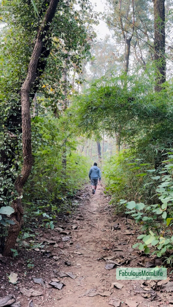 Forest Bathing 