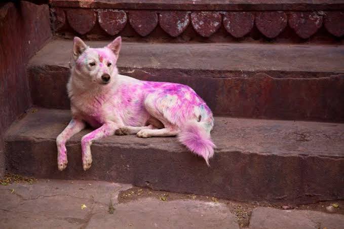 Caring for Pets and Strays During Holi