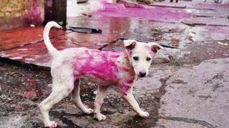 Keeping the Paw-sitivity: Caring for Pets and Strays During Holi - Fabulous Mom Life