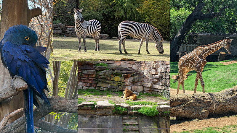 Fort Worth Zoo - 48 Hours in Fort Worth, Texas with Kids