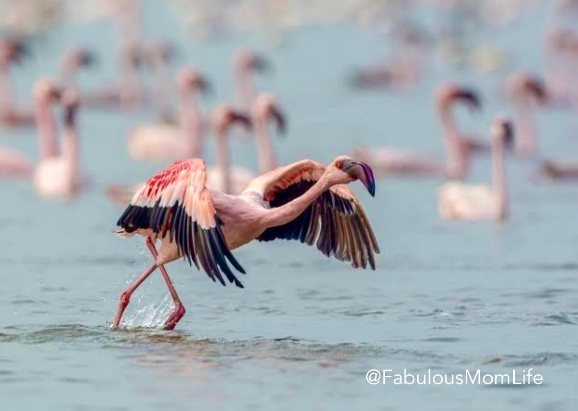 Thane Creek Flamingo Sanctuary