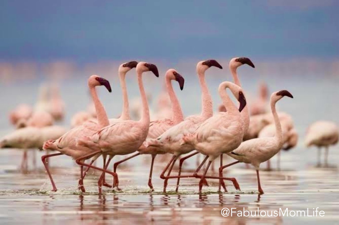 A Birdwatcher's Paradise: Planning Your Trip to Thane Creek Flamingo Sanctuary