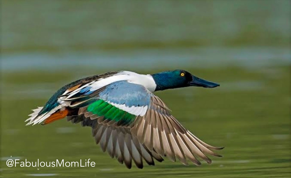 Thane Creek Sanctuary