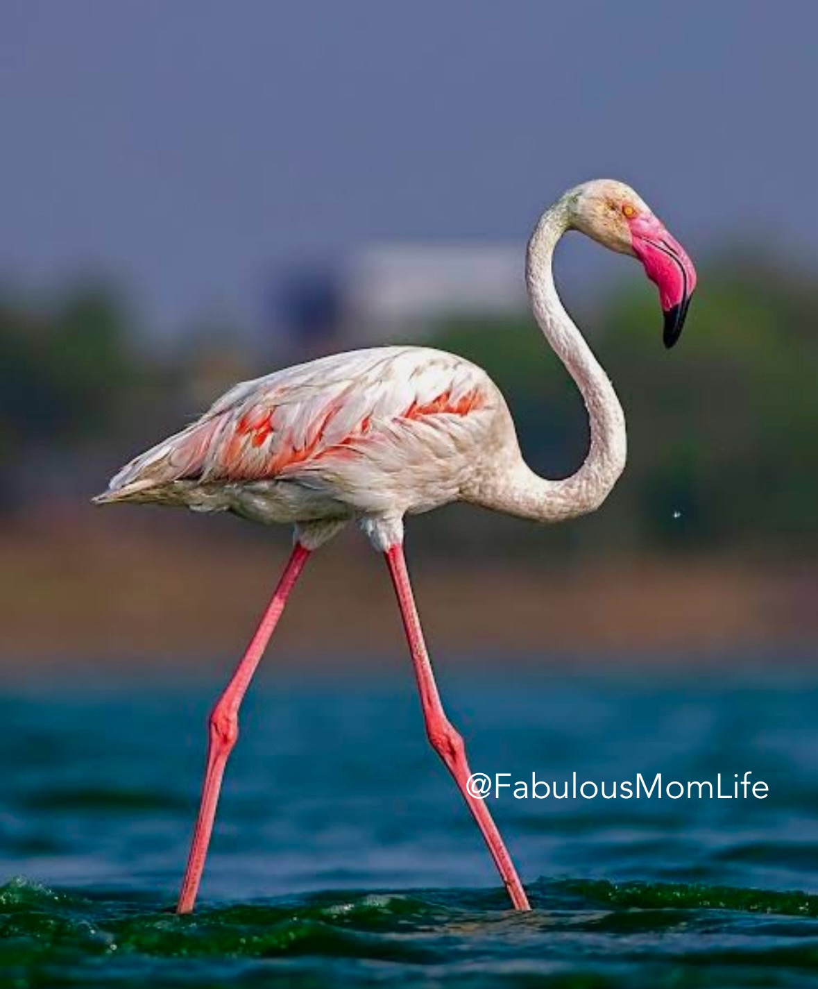 Thane Creek Flamingo Sanctuary