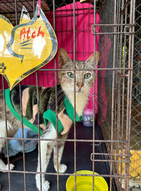 Animal Love Costa Rica – A Sanctuary and Vegan Hotel in Paradise