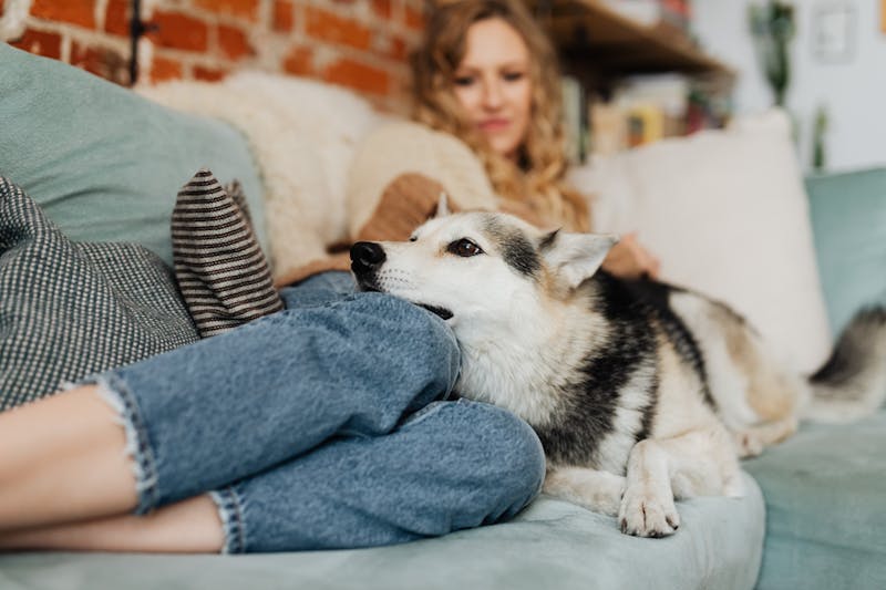 A Gentle Way to Help Pets Relax Naturally