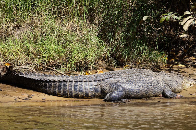 Crocodiles in Daintree Rainforest