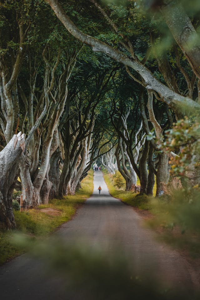 King's Road in Game of Thrones - The Dark Hedges