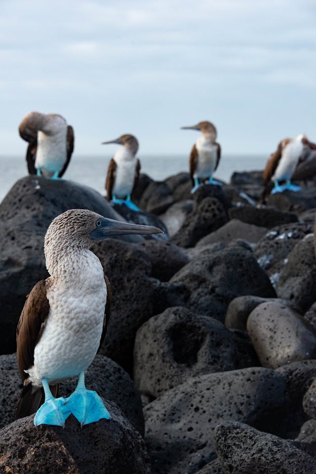 Galapagos National Park
