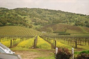 5 Things to Know Before Touring Sonoma Wine Routes