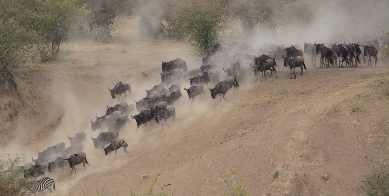 Great Migration in the Maasai Mara