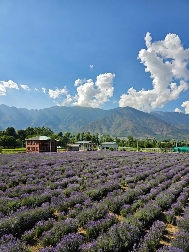 Lavender Fields in Ganderwal, India, known as the "Gateway to Ladakh"