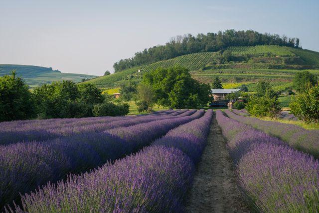 Lavender Fields in Germany