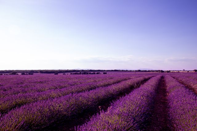 Brihuega, Spain – Spain's Purple Paradise