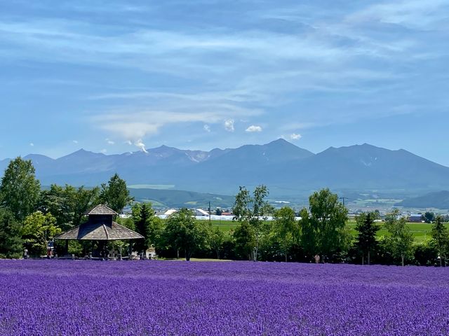 Lavender Fields with Mountain Views in Hokkaido, Japan
