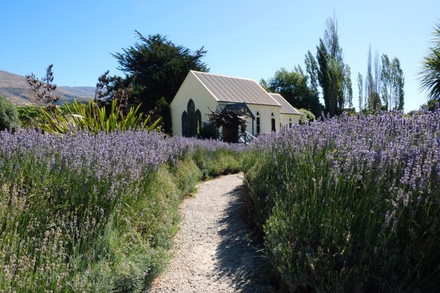 New Zealand Lavender Fields