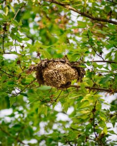 Eco-Friendly Ways to Remove Pest Nests