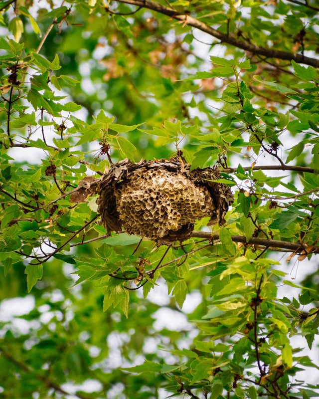 Eco-Friendly Ways to Remove Pest Nests