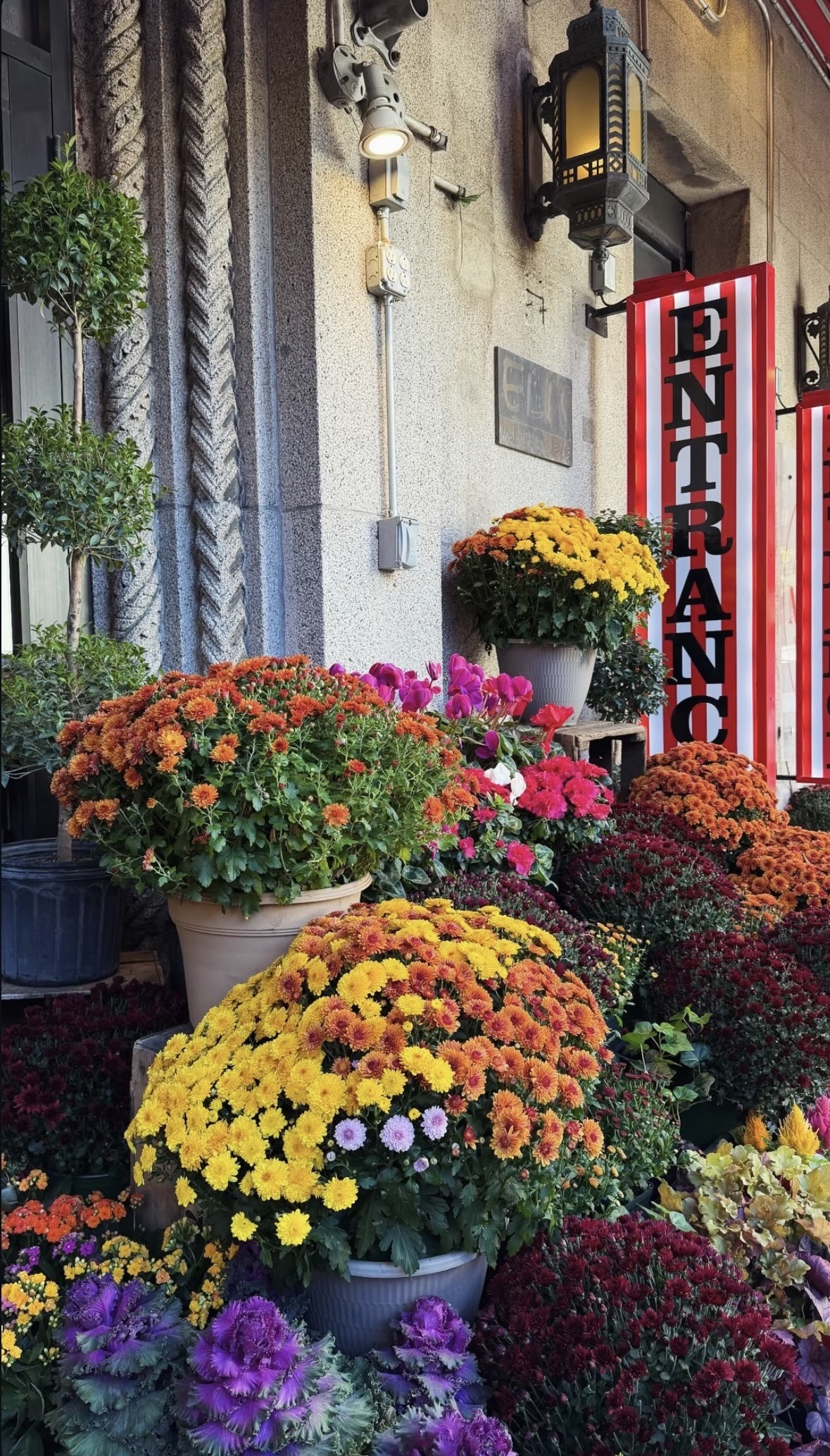 Colourful autumn chrysanthemums