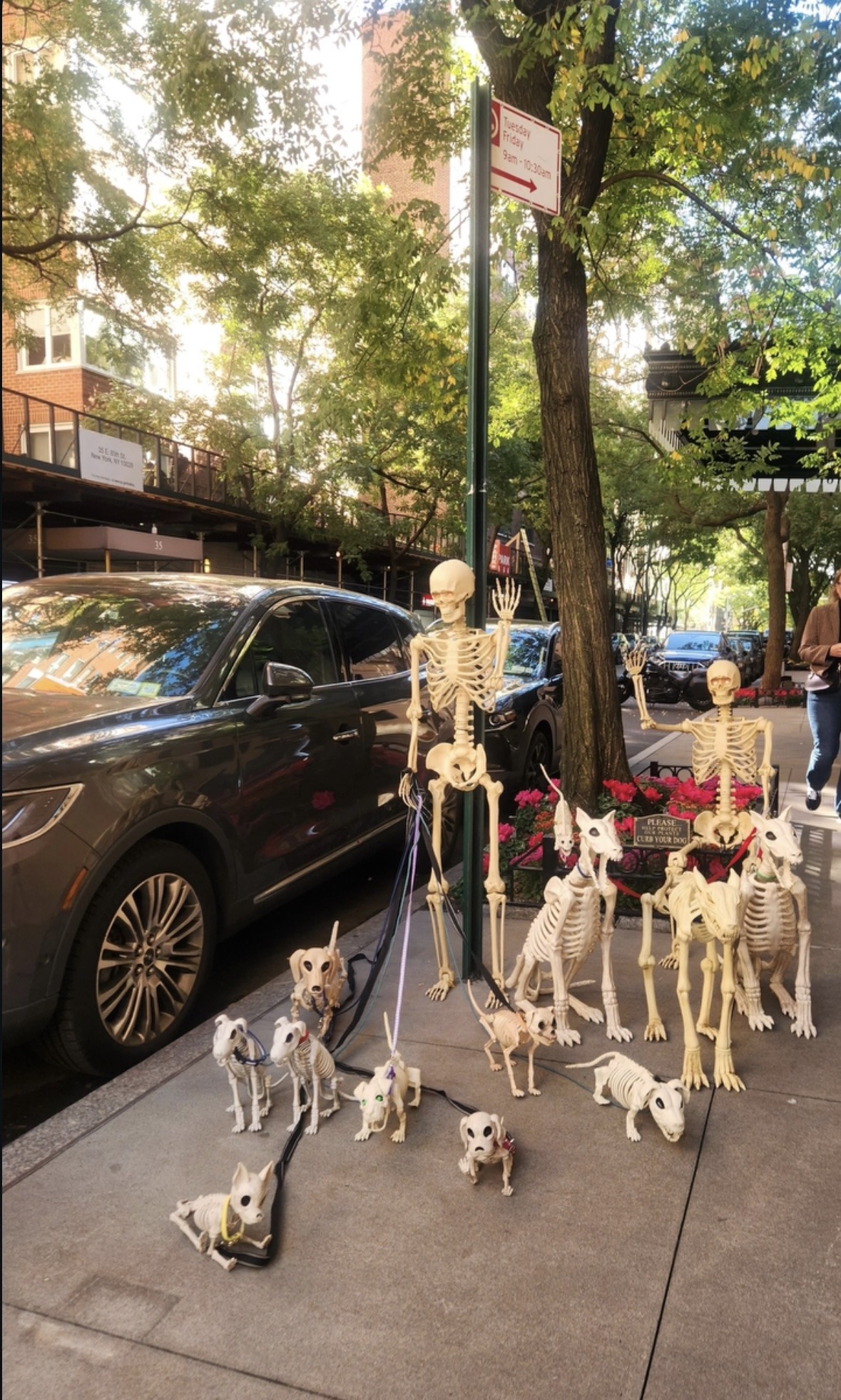 Skeleton family with skeletal dogs